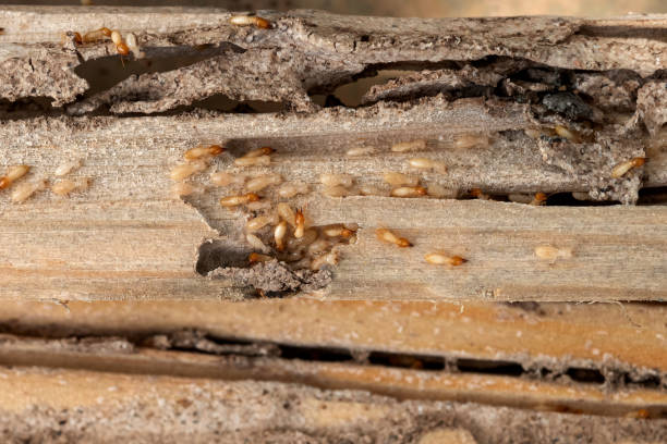 Best Affordable Pest Control Services  in Bay Village, OH